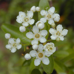 Pyracantha angustifolia de Forest & Kim Starr, CC BY 3.0, via Wikimedia Commons