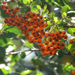 Pyracantha angustifolia de Zerocool.marko, CC BY-SA 4.0, via Wikimedia Commons