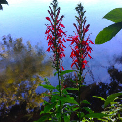 Lobelia cardinalis par Fritzflohrreynolds Wikimedia