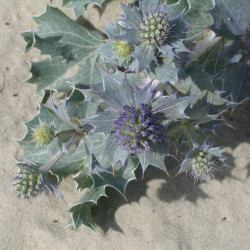 Eryngium maritimum par Robert Flogaus-Faust Wikimedia