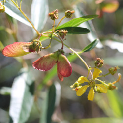 Heteropterys glabra par Romi Galeota Lencina Wikimedia