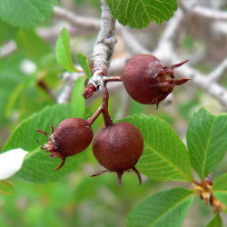 Amelanchier utahensis de Stan Shebs, CC BY-SA 3.0, via Wikimedia Commons