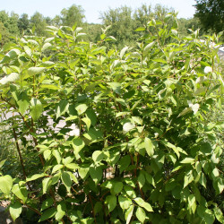 Cornus sericea de David J. Stang, CC BY-SA 4.0, via Wikimedia Commons