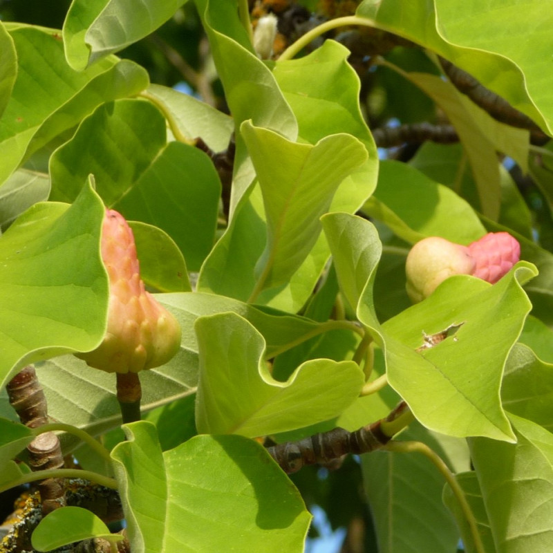 Graines de Magnolia acuminata
