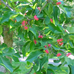 Magnolia acuminata de RogerJ, Public domain, via Wikimedia Commons