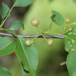 Pyrus calleryana de Alpsdake, CC BY-SA 3.0, via Wikimedia Commons