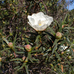 Cistus ladanifer de Krzysztof Ziarnek, Kenraiz, CC BY-SA 4.0, via Wikimedia Commons