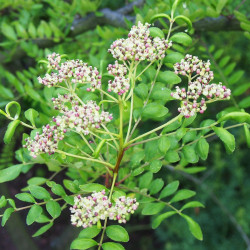 Zanthoxylum piperitum de Agnieszka Kwiecień, Nova, CC BY-SA 4.0, via Wikimedia Commons