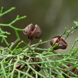 Tetraclinis articulata par Krzysztof Ziarnek, Kenraiz Wikimedia