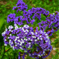 Limonium sinuatum pastel mix par Hans Braxmeier de Pixabay