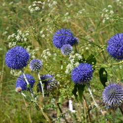 Echinops ritro par Anemone123 de Pixabay