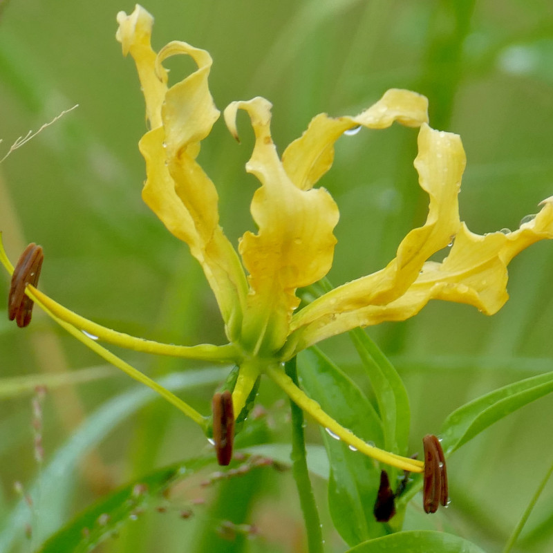 Gloriosa superba par Bernard DUPONT Wikimedia