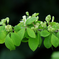 Lonicera xylosteum de PIXABAY