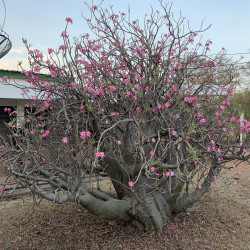 Adenium obesum par ZSM Wikimedia