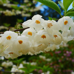 Halesia carolina de Sgerbic, CC BY-SA 4.0, via Wikimedia Commons