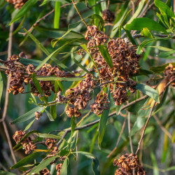 Acacia melanoxylon de John Robert McPherson, CC BY-SA 4.0, via Wikimedia Commons