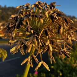 Agapanthus umbellatus par Semences du Puy