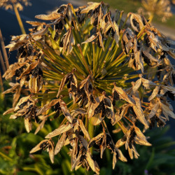 Agapanthus umbellatus par Semences du Puy