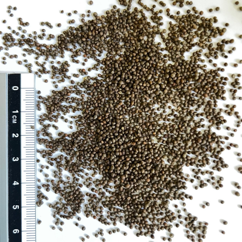 Perille Graines de Pérille de Nankin - Semences de Perilla frutescens var. crispa