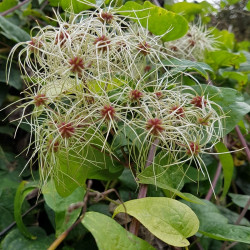 Clematis vitalba Semences du Puy