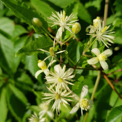 Clematis vitalba Semences du Puy