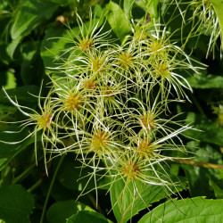 Clematis vitalba Semences du Puy