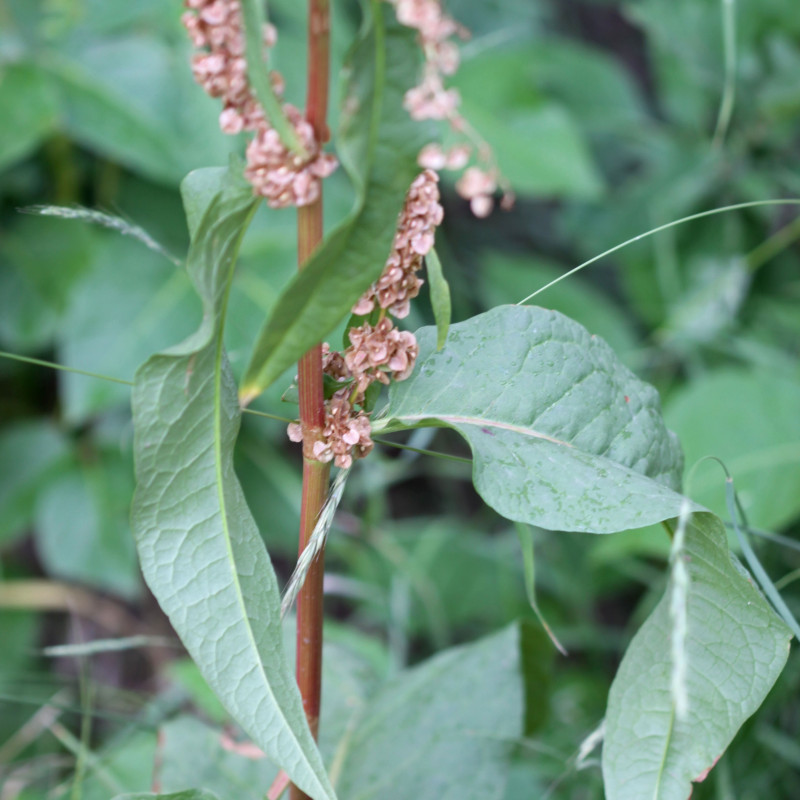 Rumex patienta par Andrey Zharkikh Wikimedia