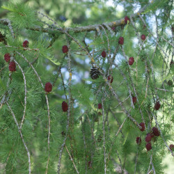 Larix sibirica de Хомелка, CC BY-SA 4.0, via Wikimedia Commons