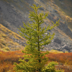 Larix sibirica de Pavel Kazachkov from Moscow, Russia, CC BY 2.0, via Wikimedia Commons