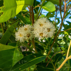 Eucalyptus robusta de John Robert McPherson, CC BY-SA 4.0, via Wikimedia Commons