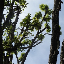Betula alnoides de Yercaud-elango, CC BY-SA 4.0, via Wikimedia Commons