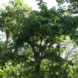 Ehretia acuminata de I, KENPEI, CC BY-SA 3.0, via Wikimedia Commons