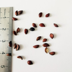 Graines de Sorbus intermedia - Semences du Puy