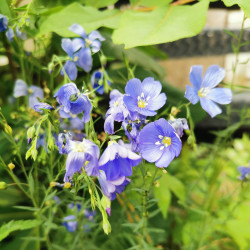 Linum usitatissinum -Semences du Puy