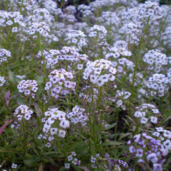Lobularia maritima de Rob Hille, Public domain, via Wikimedia Commons