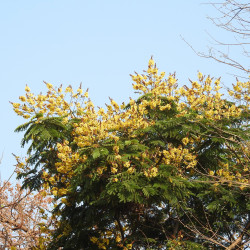Peltophorum pterocarpum de Dr. Raju Kasambe, CC BY-SA 4.0, via Wikimedia Commons