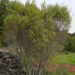 Phillyrea angustifolia de Krzysztof Ziarnek, Kenraiz, CC BY-SA 4.0, via Wikimedia Commons