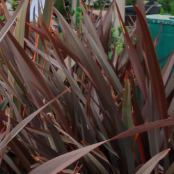 Phormium tenax atropurpureum de cultivar413, CC BY 2.0 (image rétrécie) via flickr