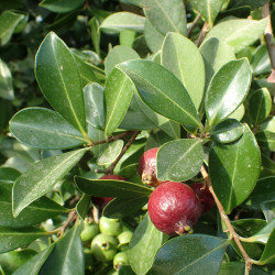 Psidium guineense de Krzysztof Ziarnek, Kenraiz, CC BY-SA 4.0, via Wikimedia Commons