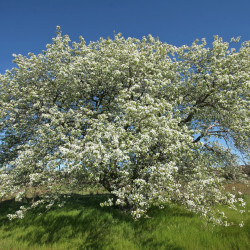 Pyrus communis de SAplants, CC BY-SA 4.0, via Wikimedia Commons