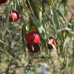 Santalum acuminatum de John Jennings from Australia, CC BY 2.0, via Wikimedia Commons