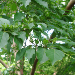 Stewartia sinensis de Bostonian13, CC BY-SA 3.0, via Wikimedia Commons