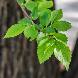 Ulmus pumila de Tournasol7, CC BY 4.0, via Wikimedia Commons