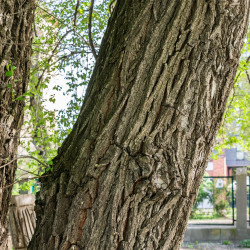 Ulmus pumila de Tournasol7, CC BY 4.0, via Wikimedia Commons