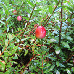 Vaccinium macrocarpon de Kristine Paulus, CC BY 2.0, via Wikimedia Commons