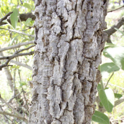 Zanthoxylum riedelianum de Mateusbotanica2020, CC BY-SA 4.0, via Wikimedia Commons