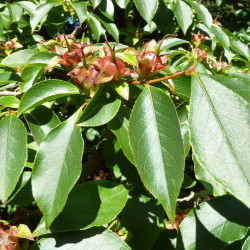 Stewartia rostrata par Wendy Cutler Wikimedia