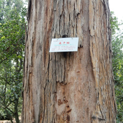 Eucalyptus maidenii de Daderot, Public domain, via Wikimedia Commons