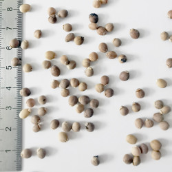 Graines de Pistacia terebinthus - Semences du Puy