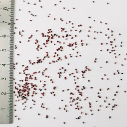 Graines de Vaccinium corymbosum - Semences du Puy